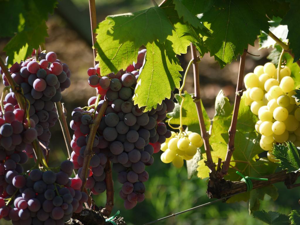 Azienda Agricola Polveraia サン・ジミニャーノ エクステリア 写真