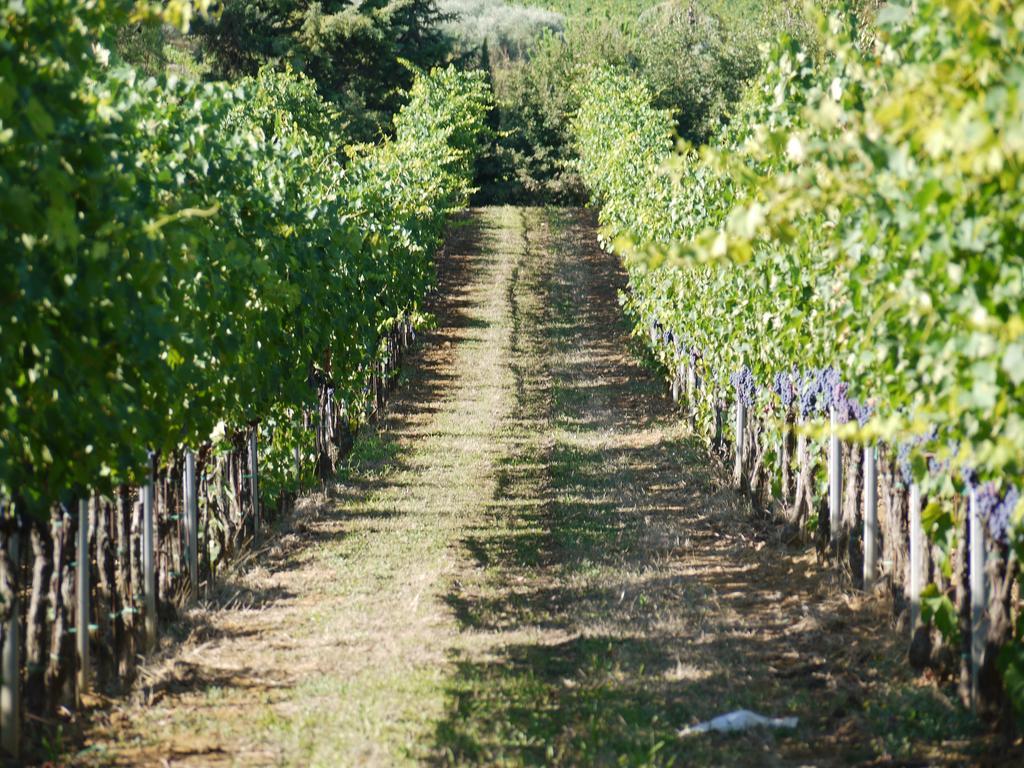 Azienda Agricola Polveraia サン・ジミニャーノ エクステリア 写真